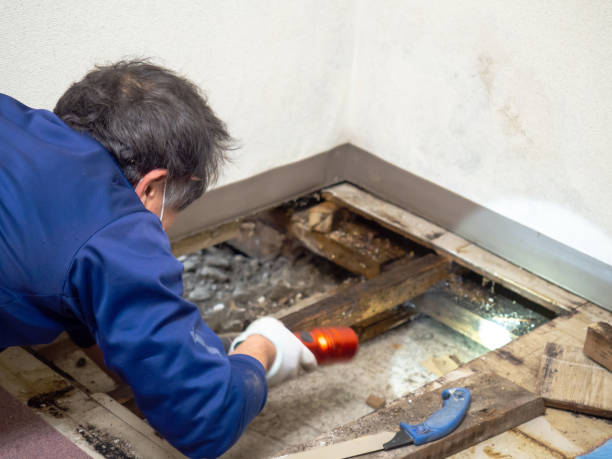 Best Mold Remediation  in Algoma, WI
