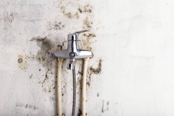 Best Best Mold Removal Companies  in Algoma, WI