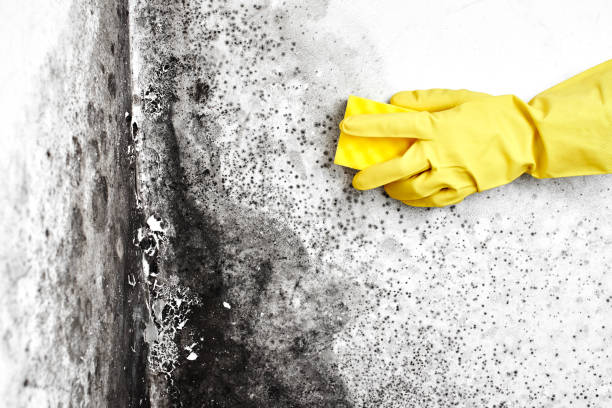 Best Professional Mold Removal  in Algoma, WI