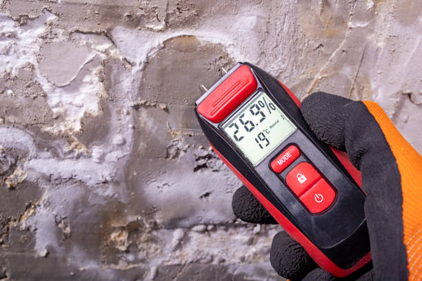 Best Black Mold Removal  in Algoma, WI