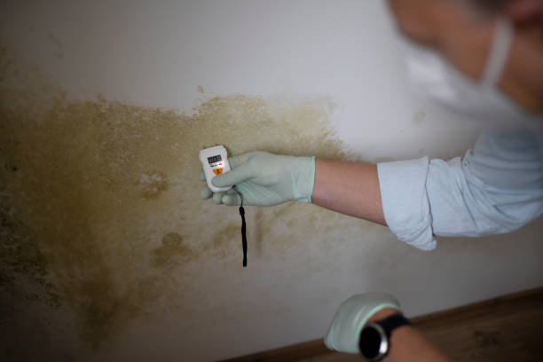 Best Mold Removal and Inspection  in Algoma, WI