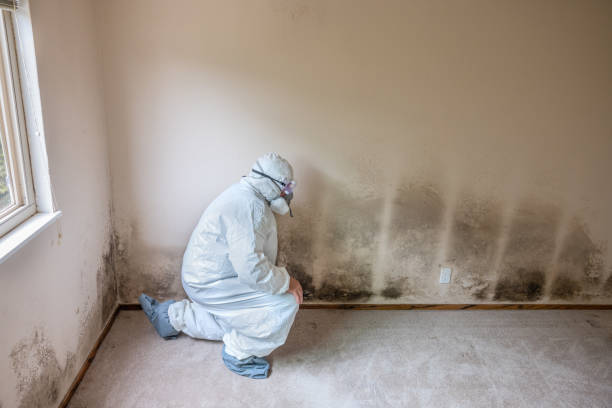 Best Commercial Mold Removal  in Algoma, WI