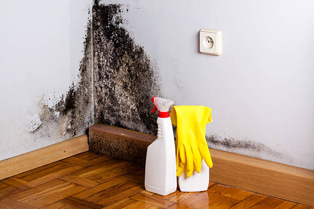 Best Local Mold Removal Service  in Algoma, WI