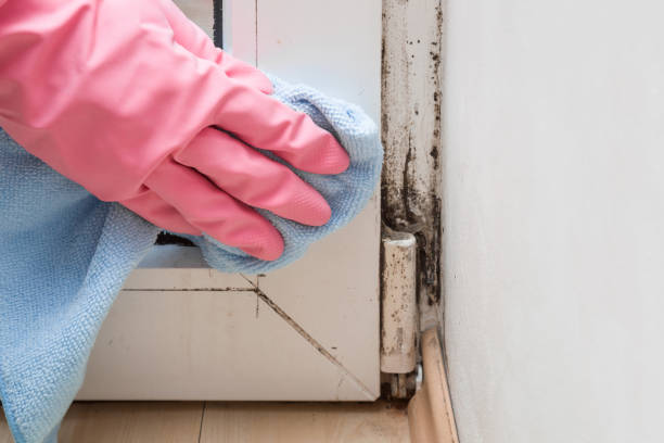 Best Residential Mold Removal  in Algoma, WI