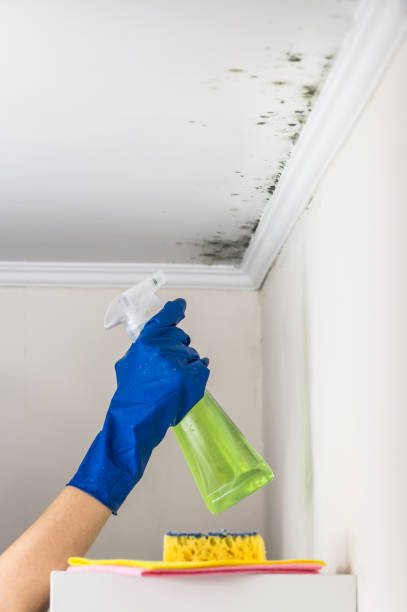 Best Local Mold Removal Service  in Algoma, WI
