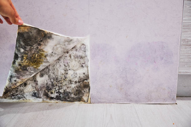 Attic Mold Removal in Algoma, WI